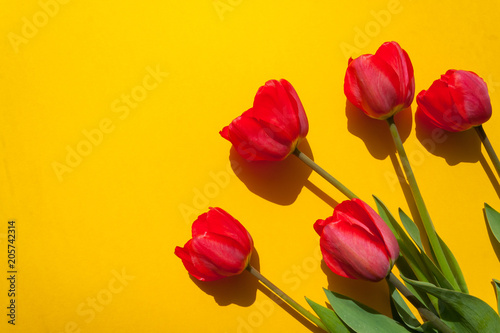 red tulips on yellow background