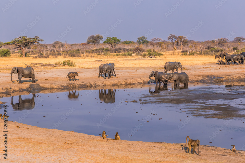 Obraz premium Elephants and baboons gather around a shrinking waterhole during a drought in Hwange National Park, Zimbabwe, September 9, 2016.