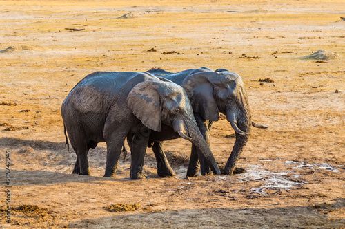 Elephants drinking the last of the water in a dried out waterhole  before the rains in Hwange Natinal Park  Zimbabwe. september 9  2016.