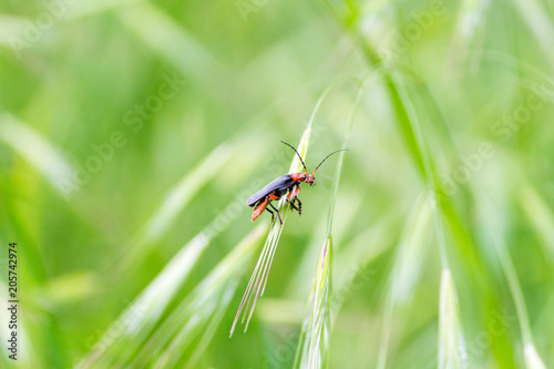 черно-красный жук на листе