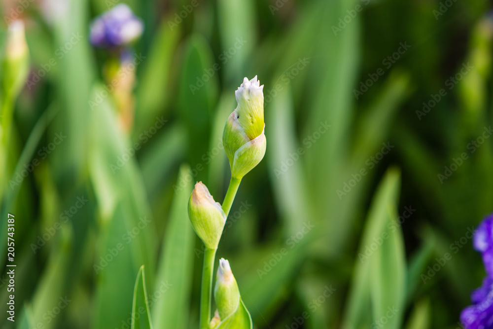 first of the white iris will be opening very soon first of the white iris will be opening very soon