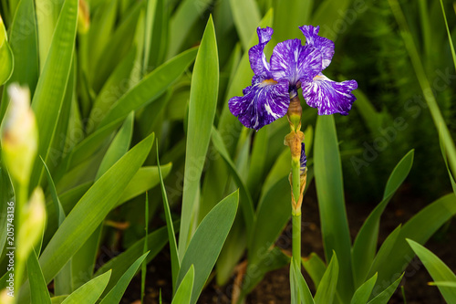 one iris blooming and one below it about to bloom