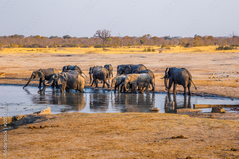 Elephants gather by one of the remaining waterholes during a drought in Hwange National Park, zimbabwe. September 9. 2016. - obrazy, fototapety, plakaty 