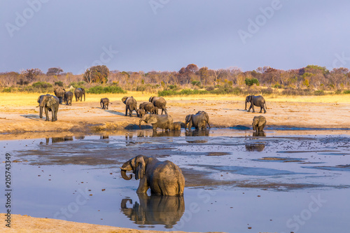 Elephants gather by one of the remaining waterholes during a drought in Hwange National Park, Zimbabwe. September 9. 2016.