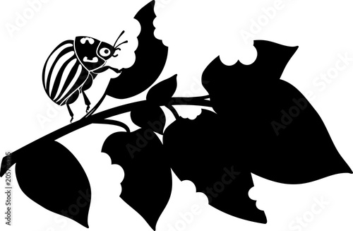 Adult Colorado potato beetle or Leptinotarsa decemlineata on damaged potato leaf