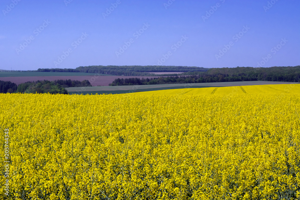 a huge field of rapeseed in the flowering phase with technological lines against the sky