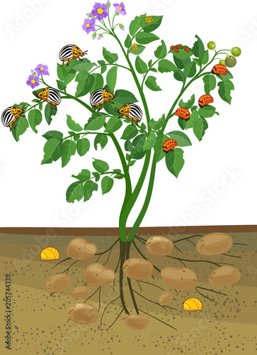Potato plant with root system and different stages of development of Colorado potato beetle or Leptinotarsa decemlineata
