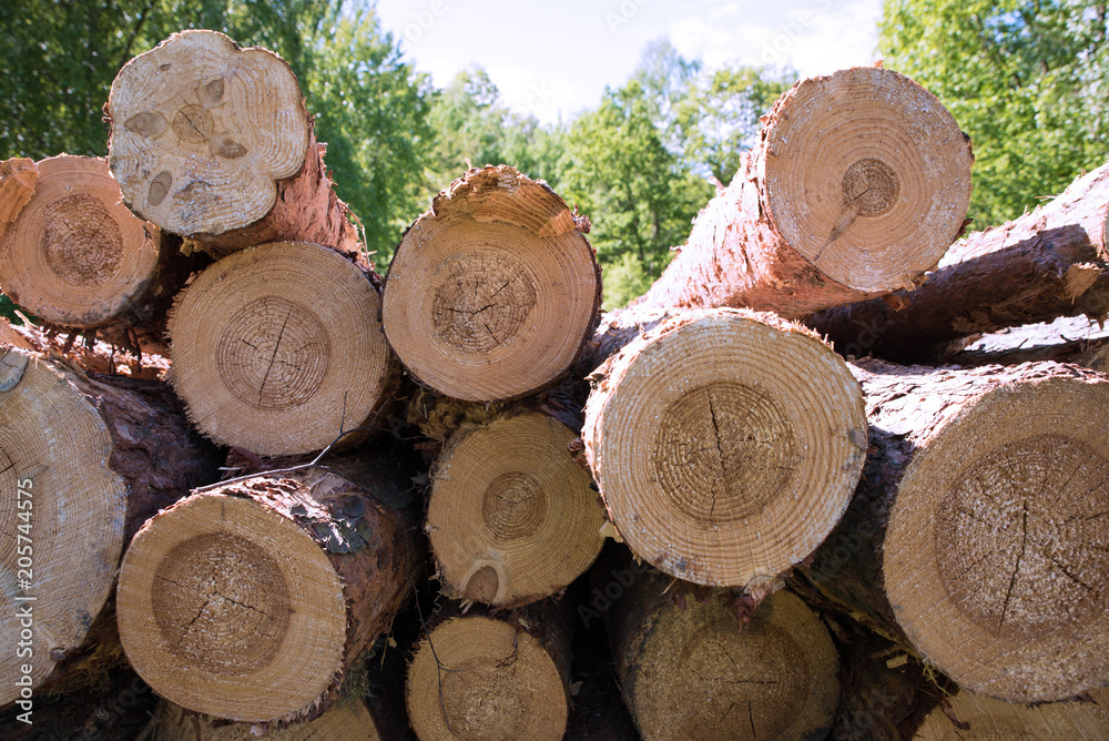 Harvesting of wood in the forest. Pile of wooden logs. Harvesting of wood in the forest. Pile of wooden logs.