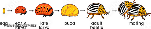 Life cycle of Colorado potato beetle or Leptinotarsa decemlineata. Sequence of stages of development from egg to adult insect