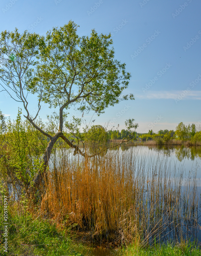 Spring morning on the lake. Russia. Leningrad region