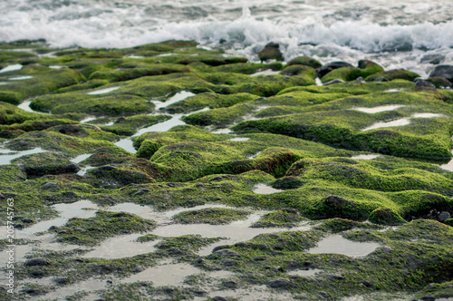 Moss-covered rocks on the beach