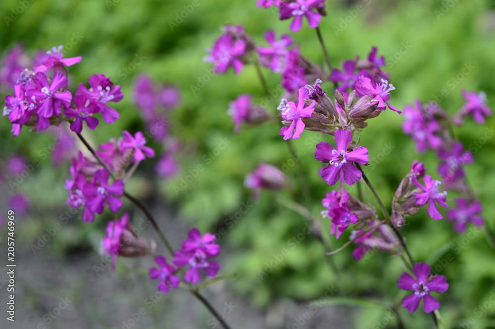 Silene yunnanensis called as campion with smal beuriful purple flowers with sticky stem Silene yunnanensis called as campion with smal beuriful purple flowers with sticky stem