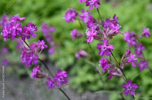 Silene yunnanensis called as campion with smal beuriful purple flowers with sticky stem