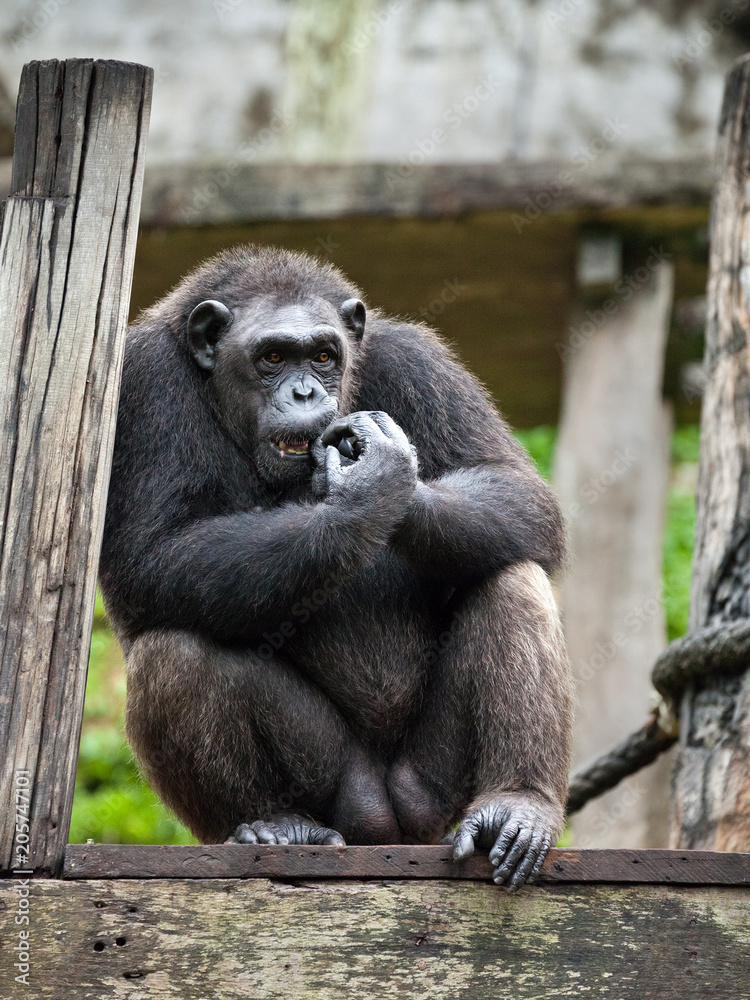 Chimpanzee portrait in natural habitat.