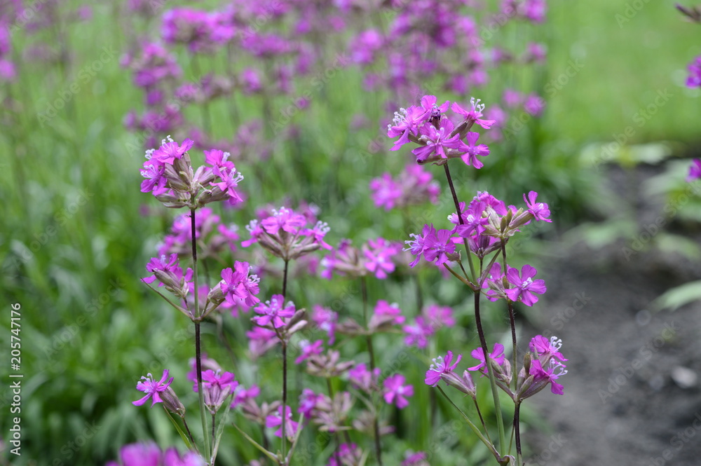 Silene yunnanensis called as campion with smal beuriful purple flowers with sticky stem