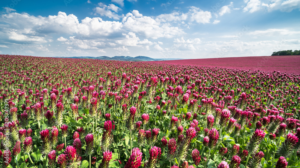 Field of flowering crimson clovers in spring landscape. Italian clover. Trifolium incarnatum. Beautiful red trefoil. Idyllic view, hills, forest on the horizon. Blue sky, clouds. Full depth of field. Field of flowering crimson clovers in spring landscape. Italian clover. Trifolium incarnatum. Beautiful red trefoil. Idyllic view, hills, forest on the horizon. Blue sky, clouds. Full depth of field.