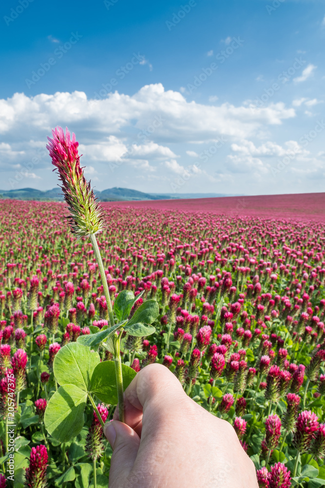 Hand with crimson clover close-up. Trifolium incarnatum. Beautiful red ...