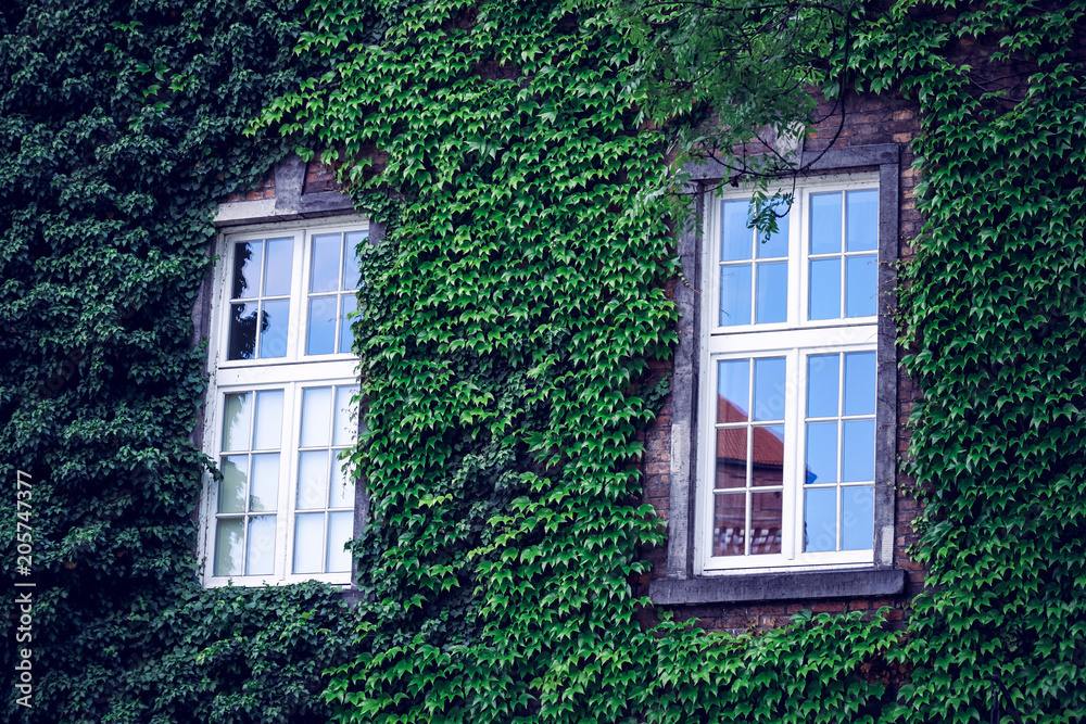 Building With Many Windows And Vineyard Building With Many Windows And Vineyard