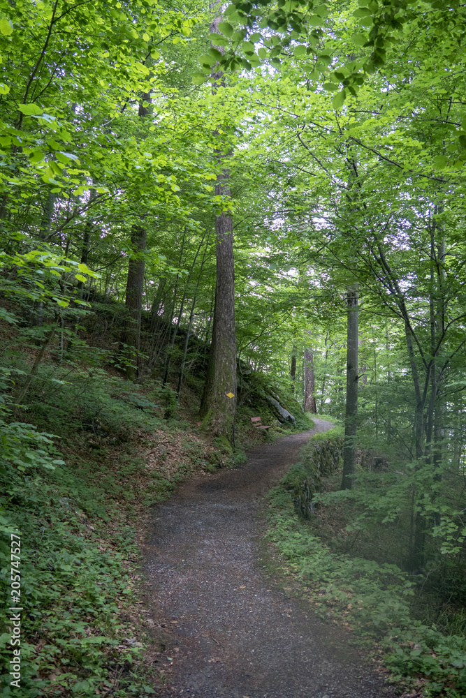 Obraz premium Waldspaziergang