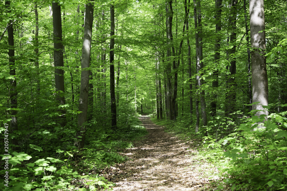 Obraz premium Waldweg 2