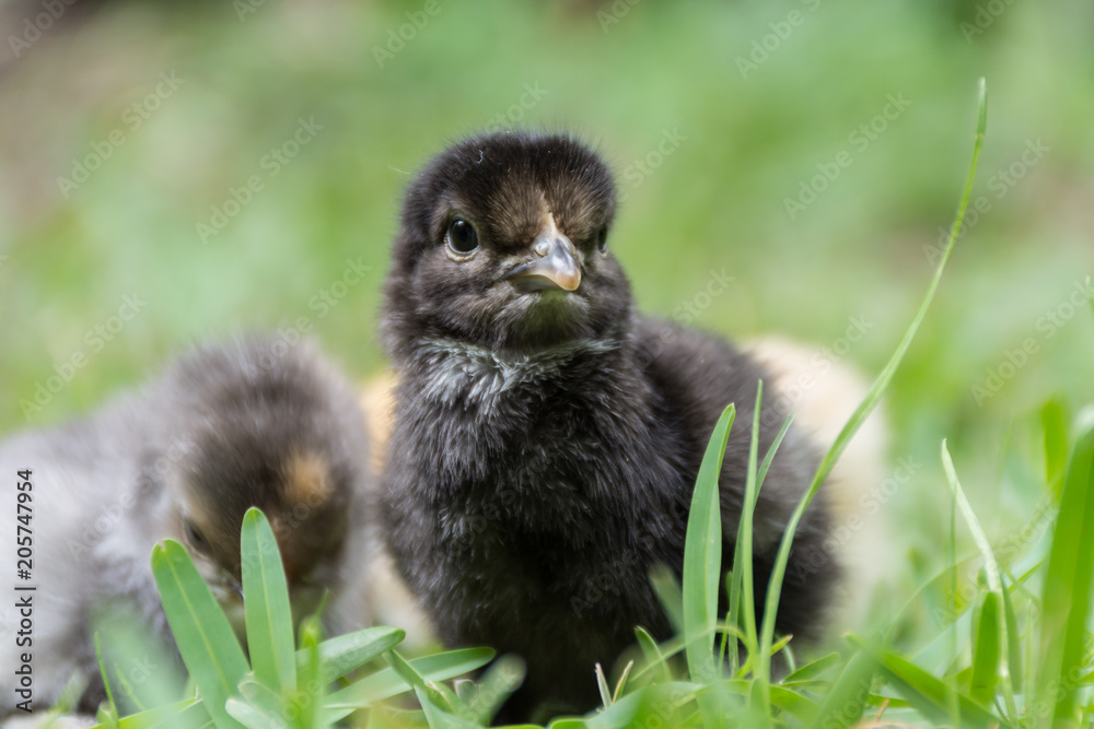 Fototapeta premium Chicken in grass