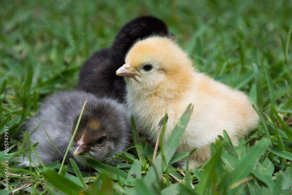 little chicks in the grass