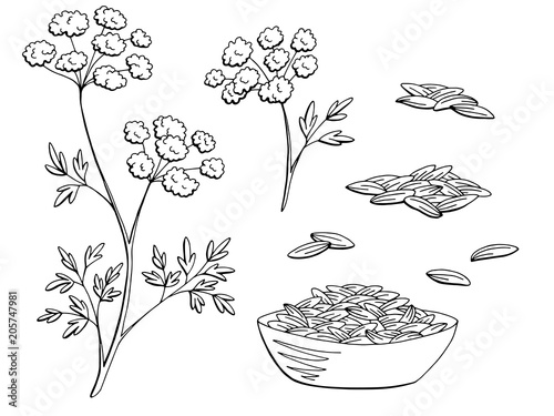 Cumin plant graphic black white isolated sketch set illustration vector