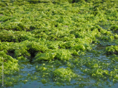 Seaweed on the beach