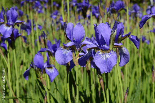 Fototapeta Naklejka Na Ścianę i Meble -  Siberian iris with deep blue ornamental flowers