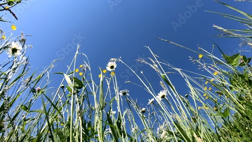 Blumenwiese von unten Richtung Himmel im Panorama, Schwenk, Naturerlebnis, Bayerrn, 4K photo