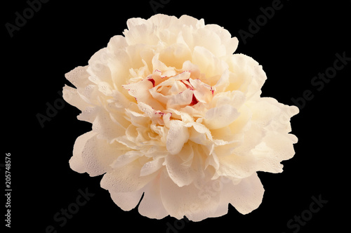 Fototapeta Naklejka Na Ścianę i Meble -  A white peony flower with red patches in the core, carved into a black background.