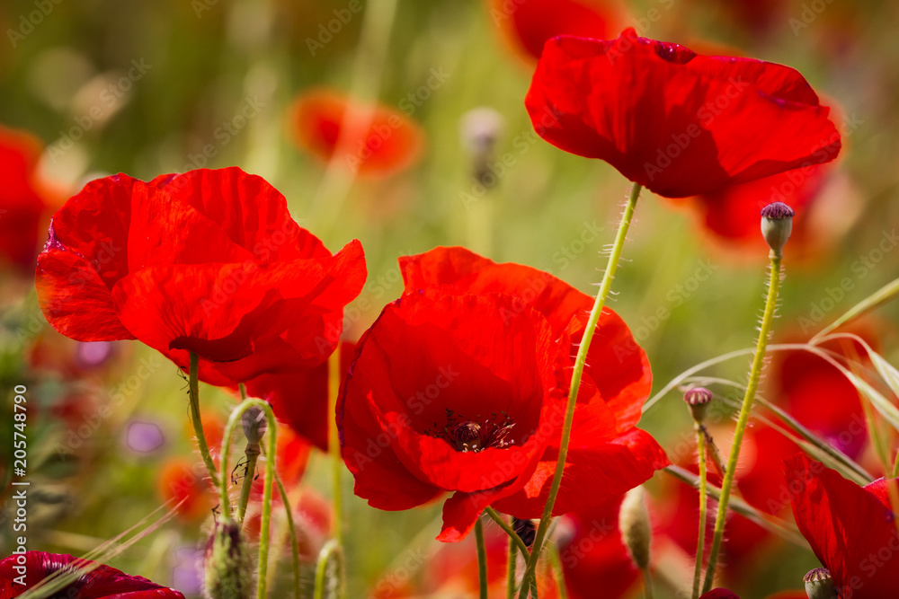 Fototapeta premium poppies in close up