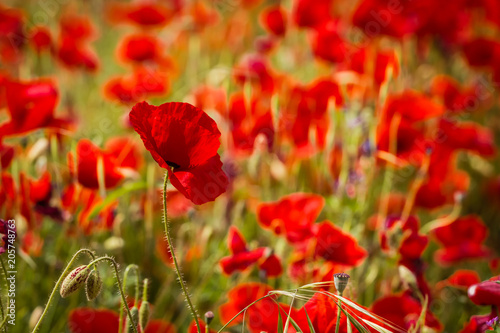 poppies in close up