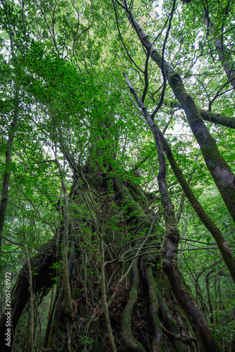 屋久島　 © hasetetsu