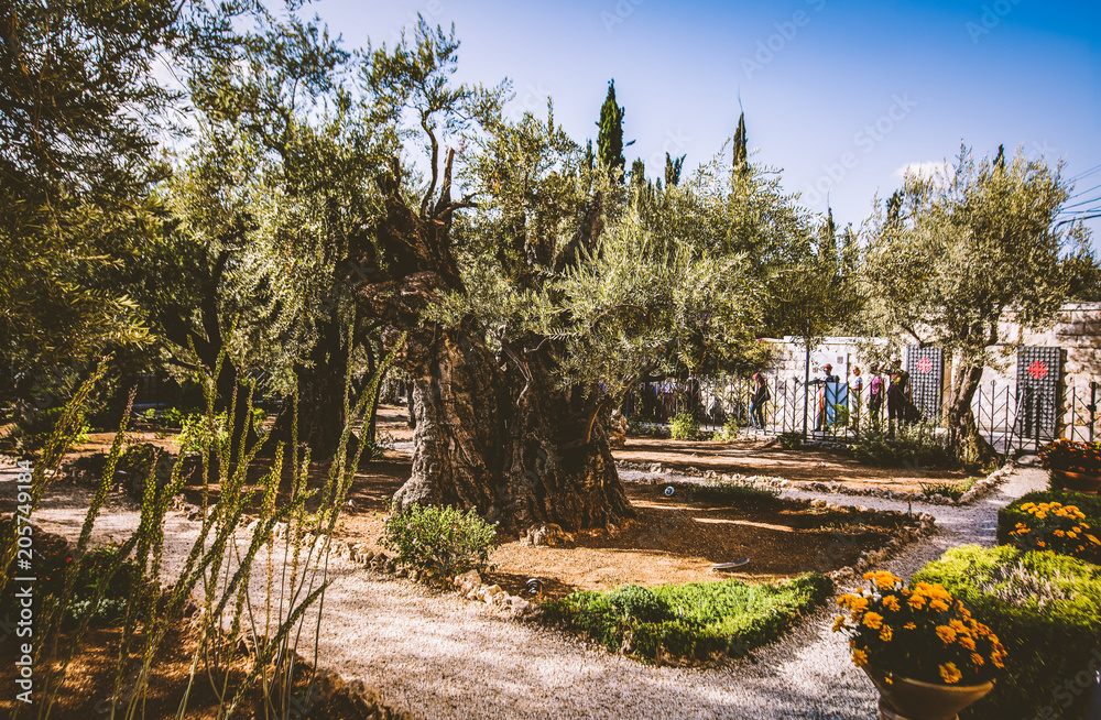JERUSALEM, ISRAEL-OCTOBER 5, 2017: The Garden of Gethsemane on the Mount of Olives in Jerusalem, Israel JERUSALEM, ISRAEL-OCTOBER 5, 2017: The Garden of Gethsemane on the Mount of Olives in Jerusalem, Israel