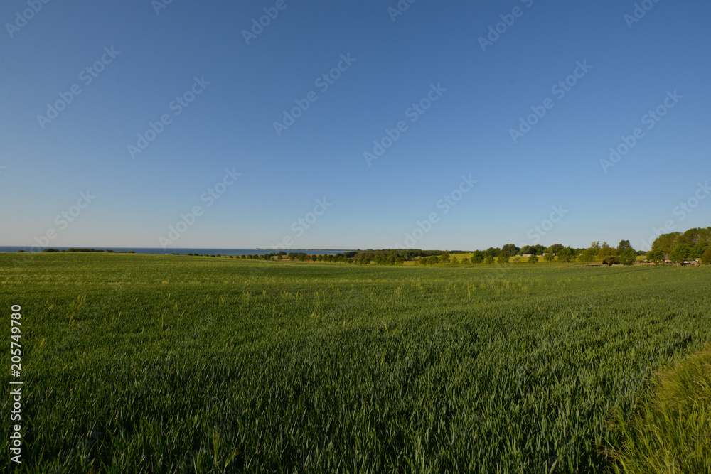 Gerstenfeld auf Rügen