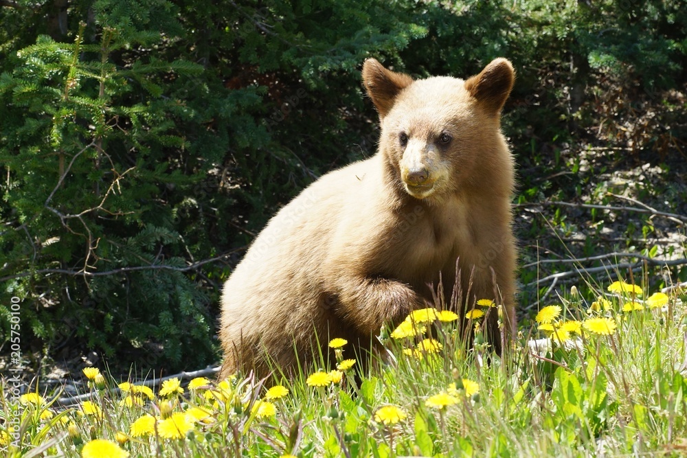 Fototapeta premium Light brown bear cub is feeding on dandelions