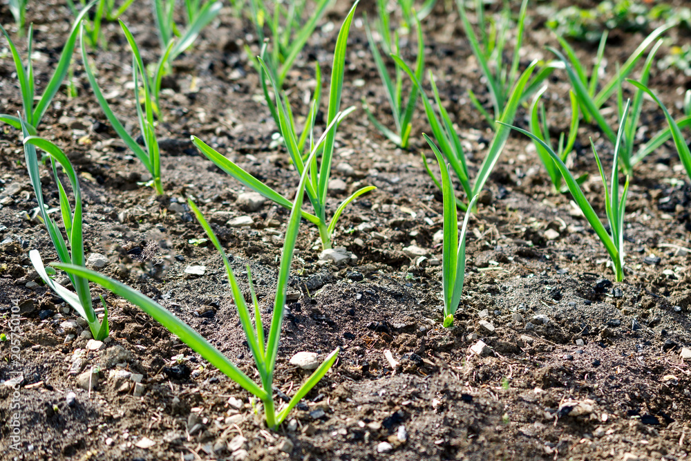 Plant sprouts grow from the ground in the field on the farm. Outdoors. Plant sprouts grow from the ground in the field on the farm. Outdoors.