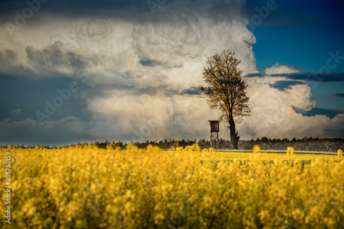 Cumulonimbus i rzepak.
