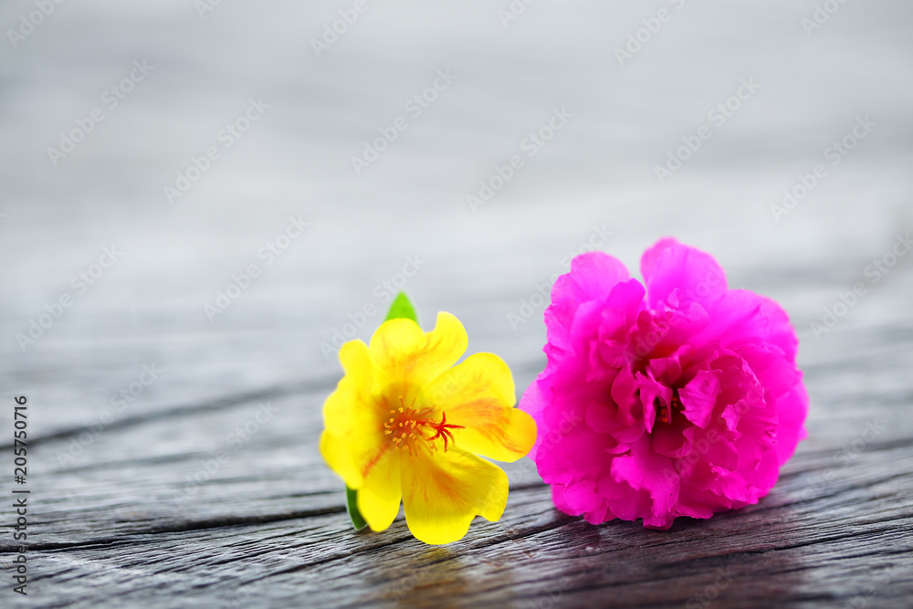 close up of colorful common purslane flower on wood texture background.