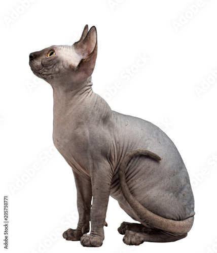 Canadian sphinx isolated on white background