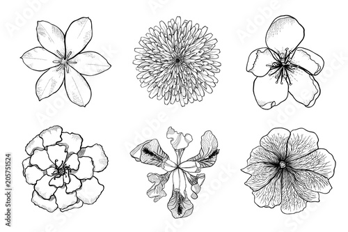 Set of black and white silhouettes of flowers. Top view of detailed hand drawn design elements. Monochrome doodle vector illustration isolated on white background