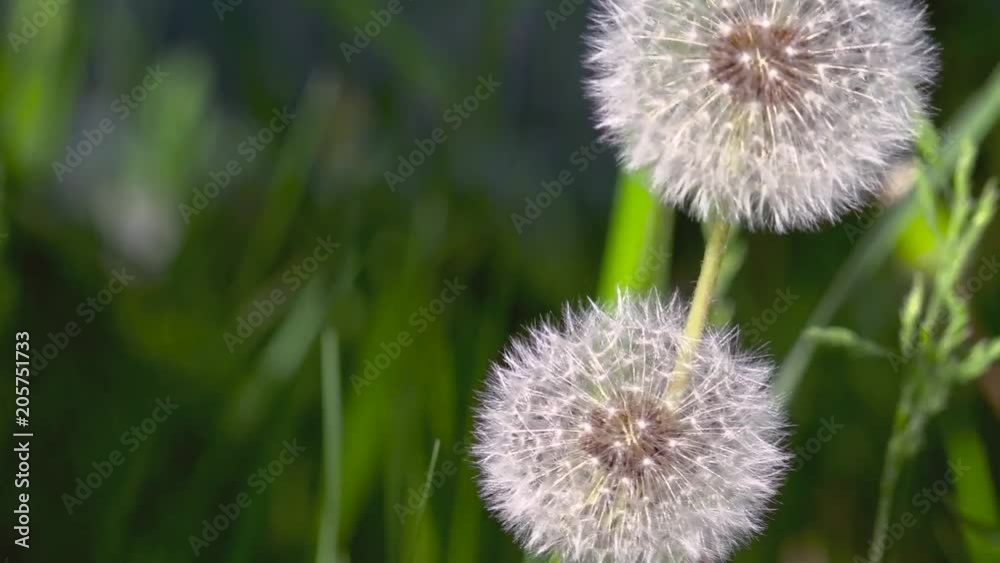 Dandelions around. White, delicate, fragile flowers. Dandelions around. White, delicate, fragile flowers.
