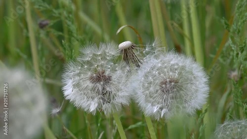 Dandelions around. White, delicate, fragile flowers. photo