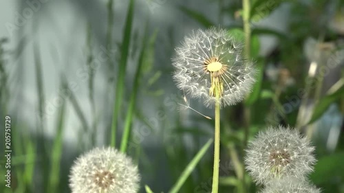 Dandelions around. White, delicate, fragile flowers. photo