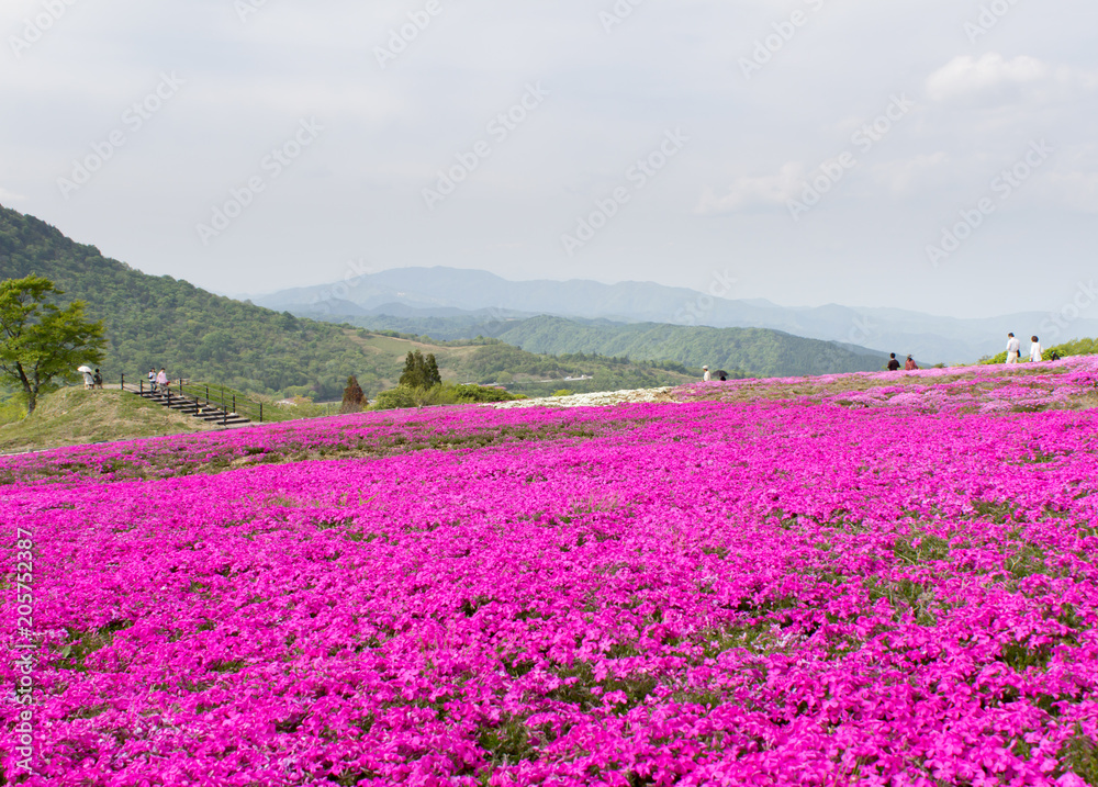 茶臼山高原の芝桜／愛知県