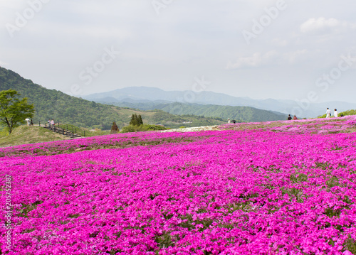 茶臼山高原の芝桜／愛知県