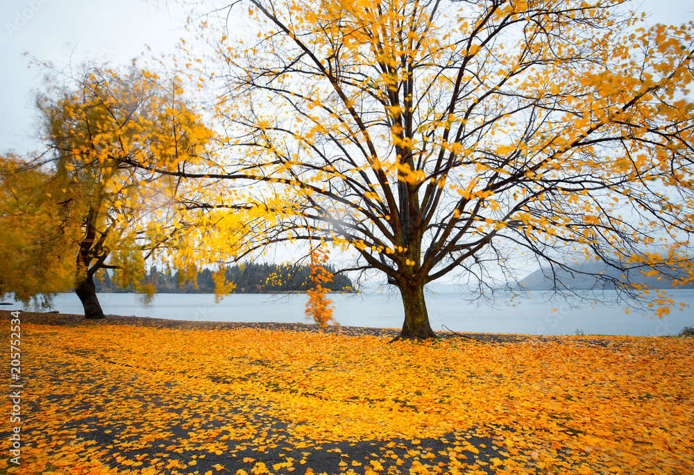 Fototapeta premium Queenstown autumn color