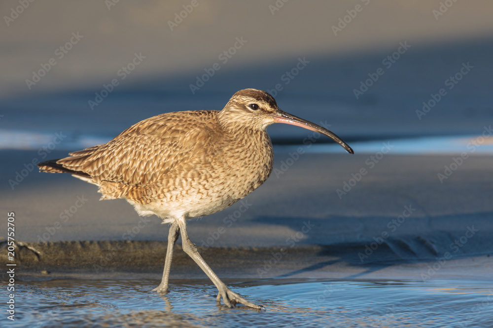 Whimbrel Whimbrel