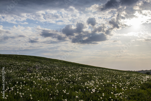 Fototapeta Naklejka Na Ścianę i Meble -  Dandelion farmland during may